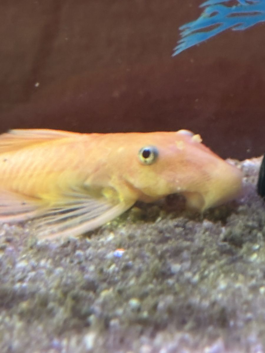 Lemon Blue Eyed Plecos