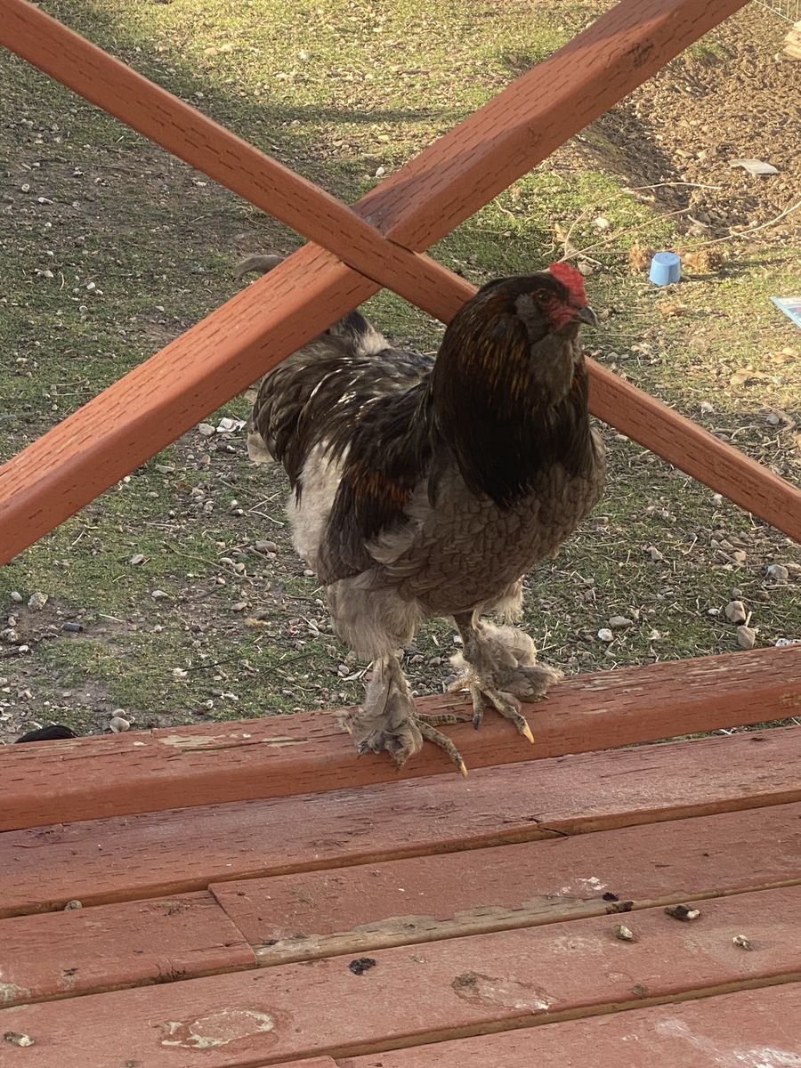 Americana Cochin Cross Rooster