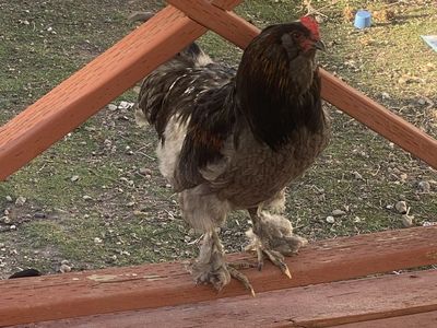 Americana Cochin Cross Rooster
