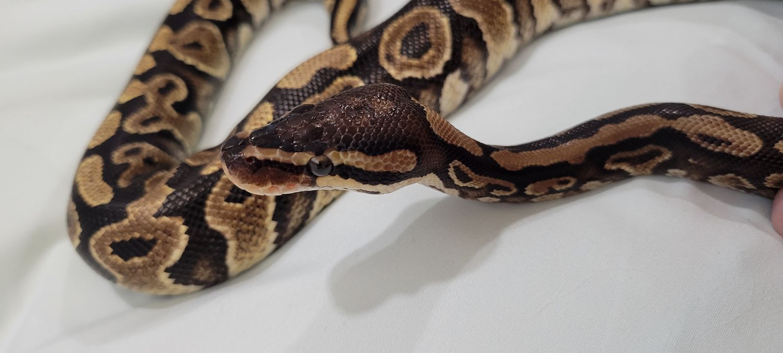 2 Year Old Female Ball Python + Enclosure