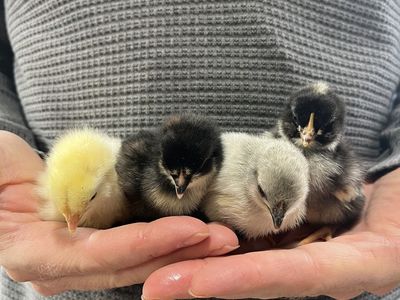 Olive Egger Chicks