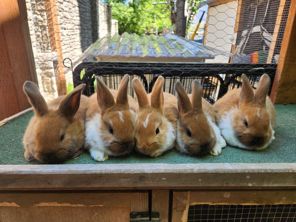 Adorable Female Bunnies - Rex Mix