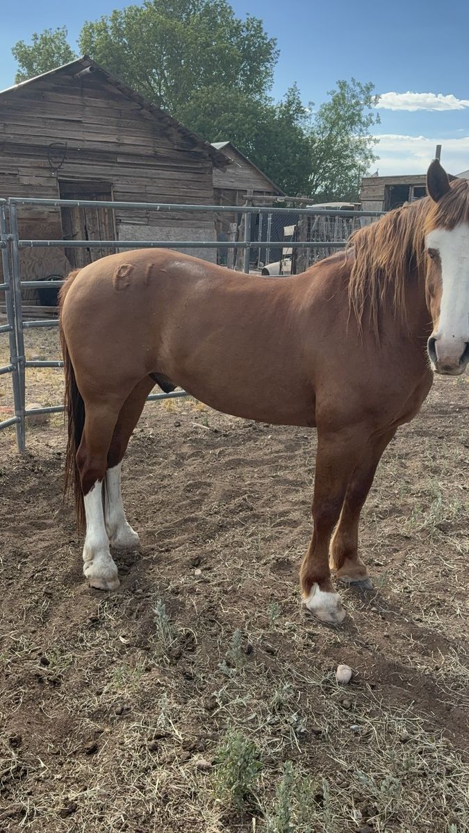 Started exbucker gelding 