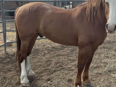 Started exbucker gelding