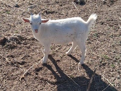 Nigerian dwarf goats