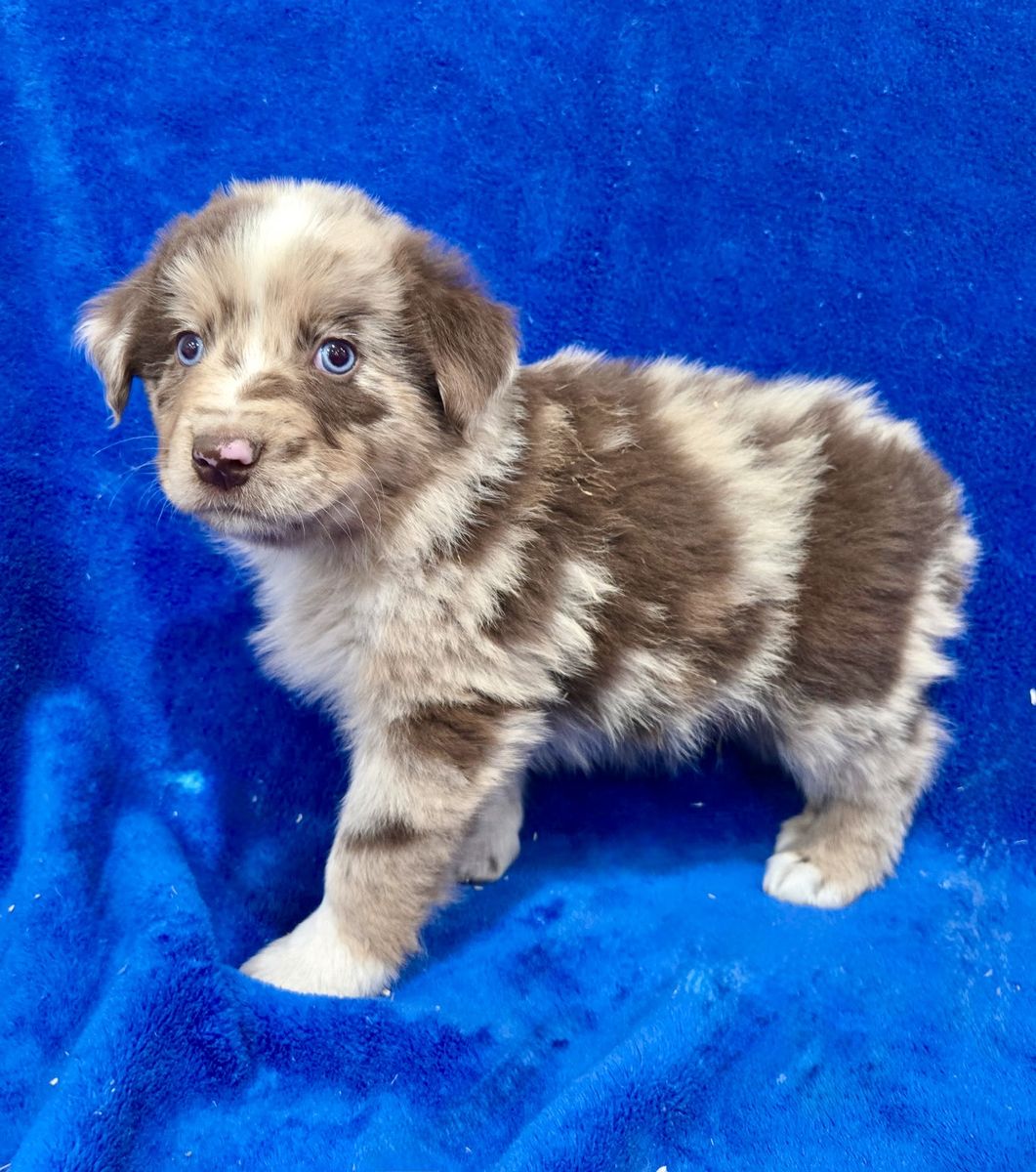 AKC Australian Shepherd male puppies