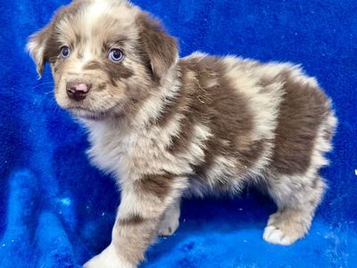 AKC Australian Shepherd male puppies