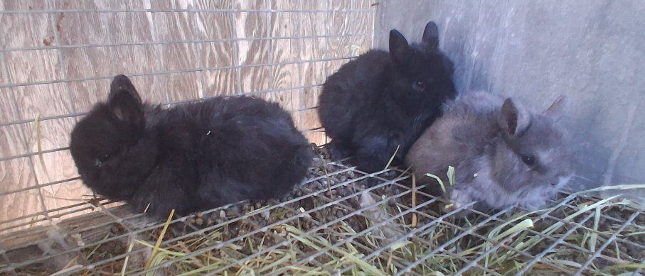 Netherland Dwarf Bunnies