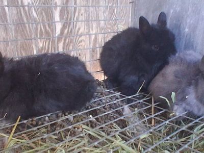 Netherland Dwarf Bunnies