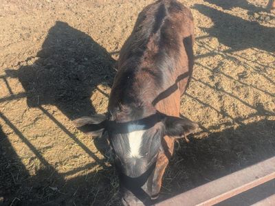 Black Angus Calf