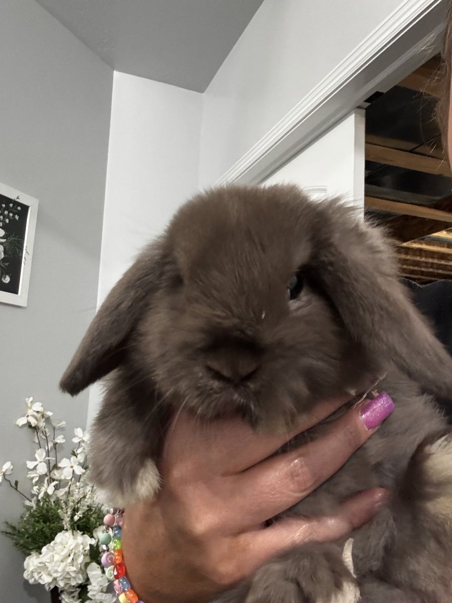 Chocolate Holland Lop Doe