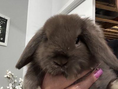Chocolate Holland Lop Doe