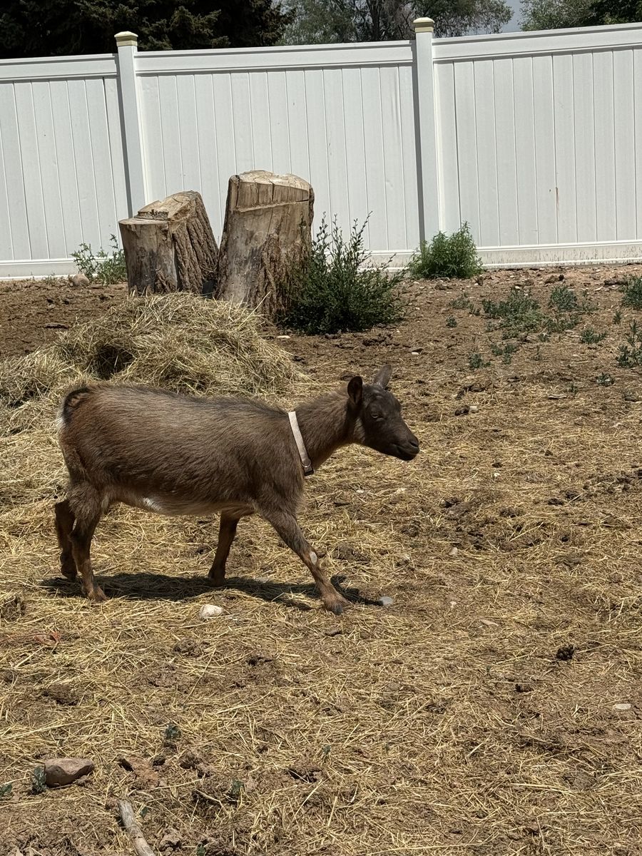 Goat for sale