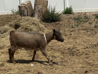 Goat for sale