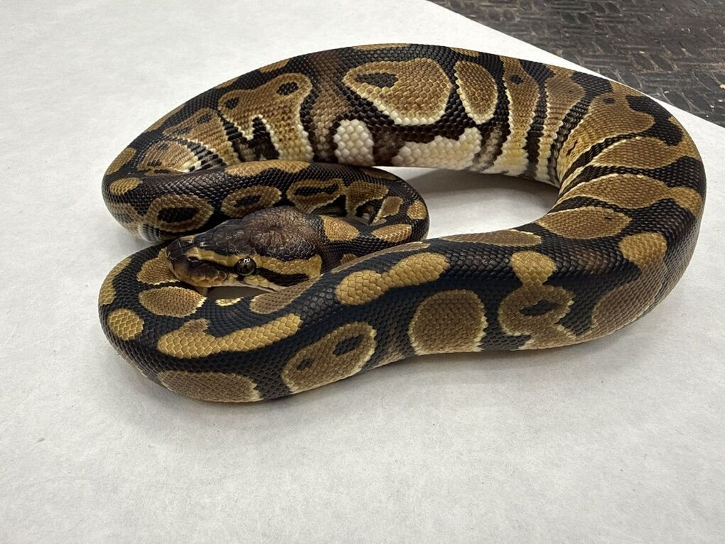 Het Clown pos Het Pied