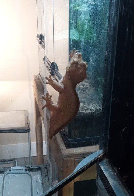 Adult Female Crested Gecko