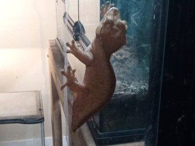 Adult Female Crested Gecko