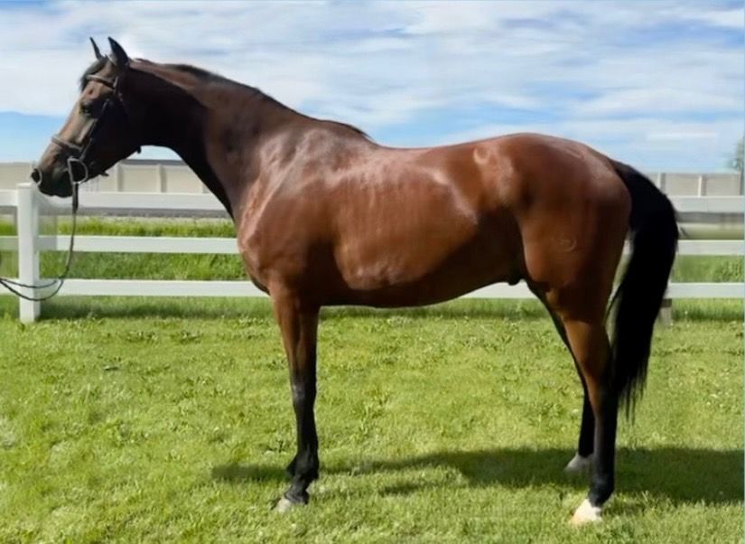 7 Yr Old Registered Oldenburg/Warmblood Gelding