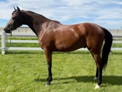 7 Yr Old Registered Oldenburg/Warmblood Gelding