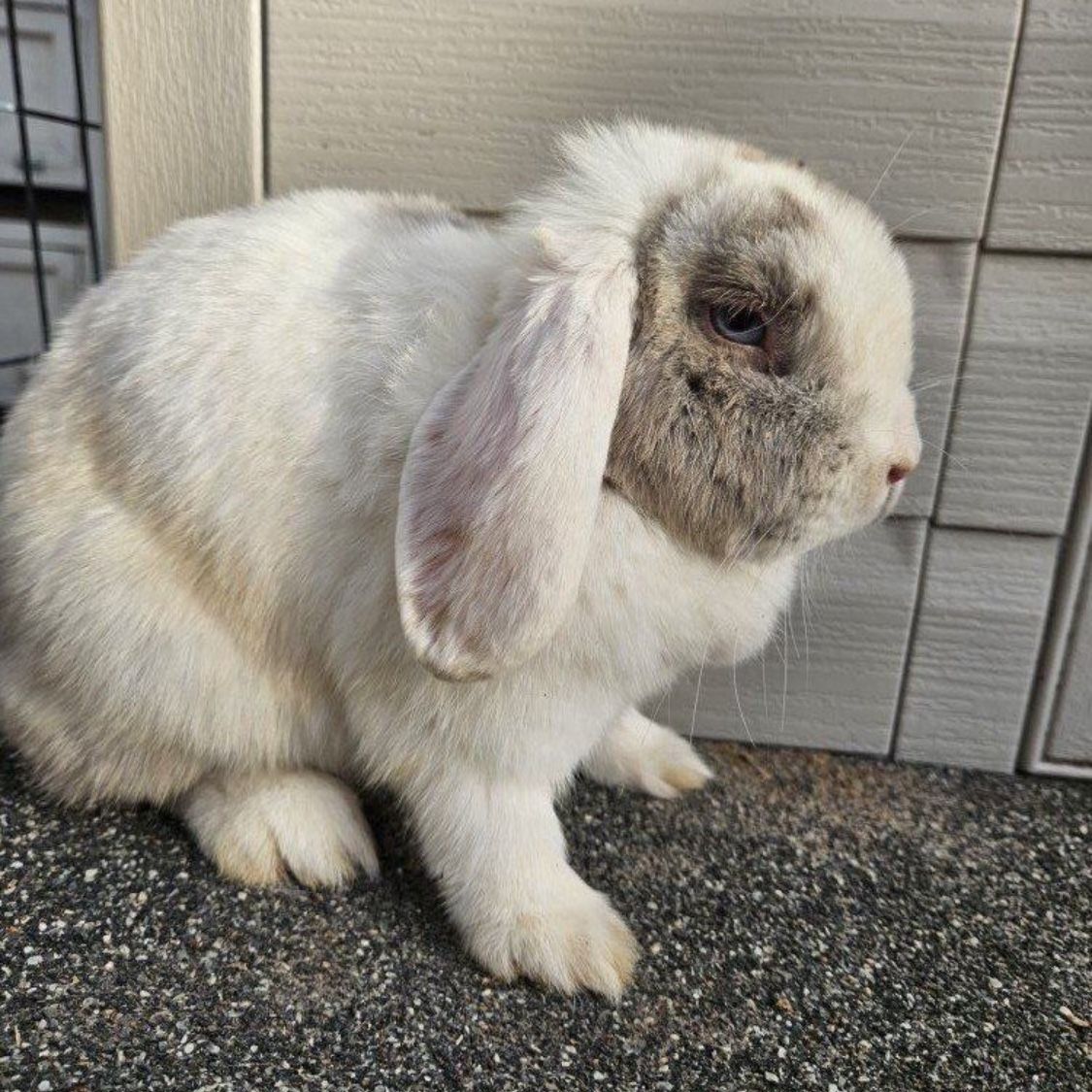 Blue eyed Holland Lop doe