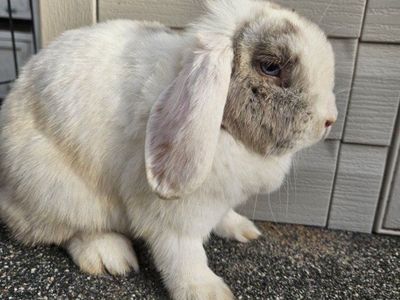Blue eyed Holland Lop doe