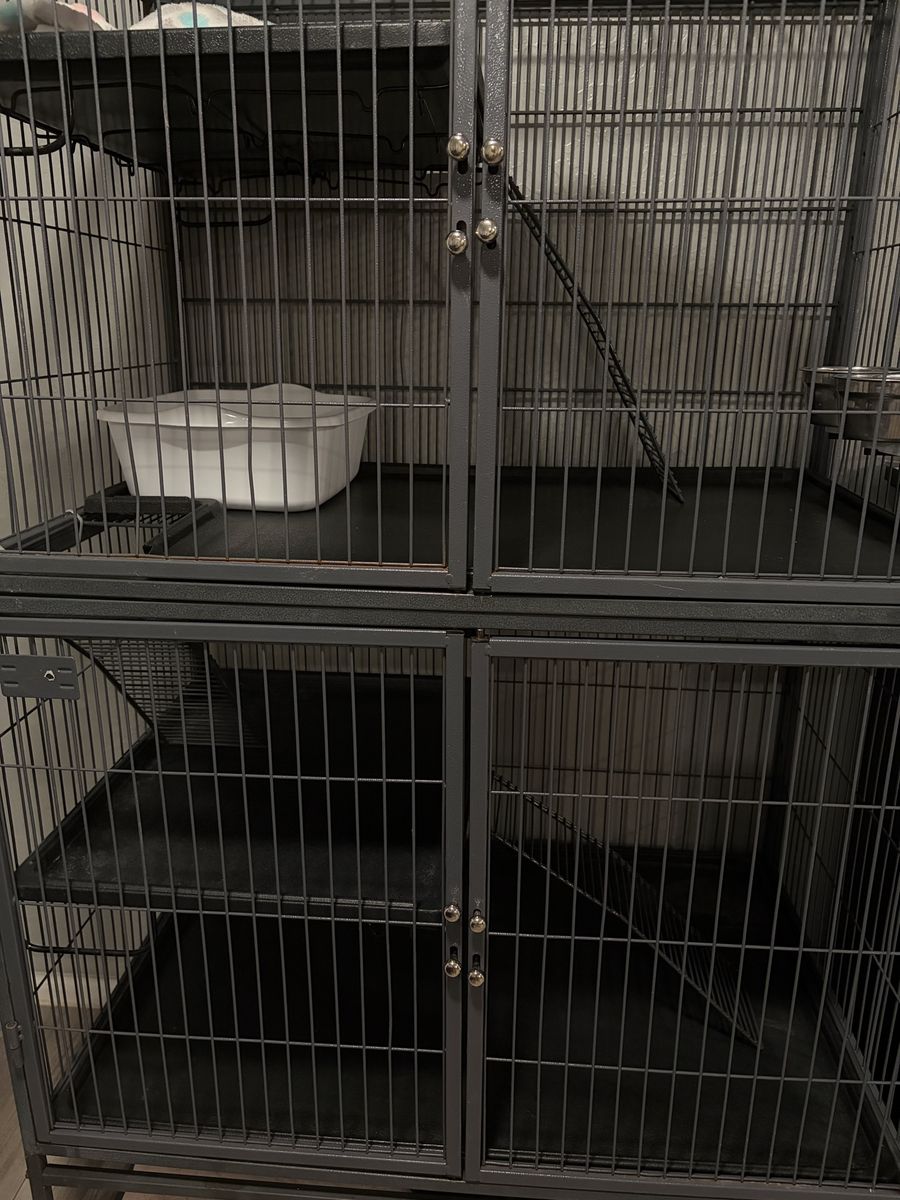 Ferrets and cage