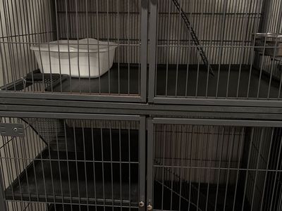 Ferrets and cage