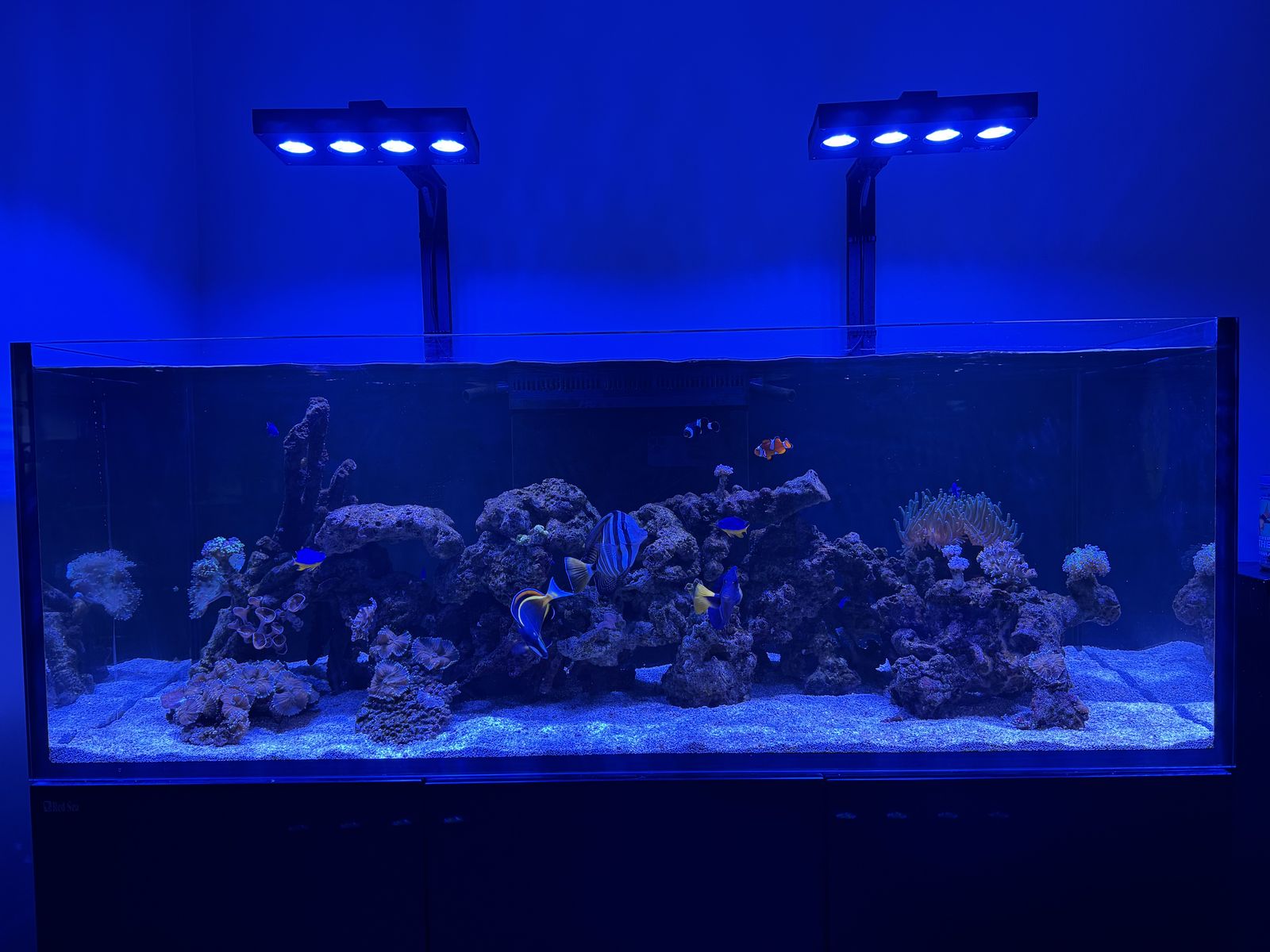Coral Reef Tank