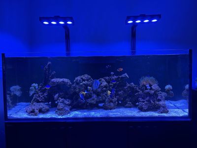 Coral Reef Tank