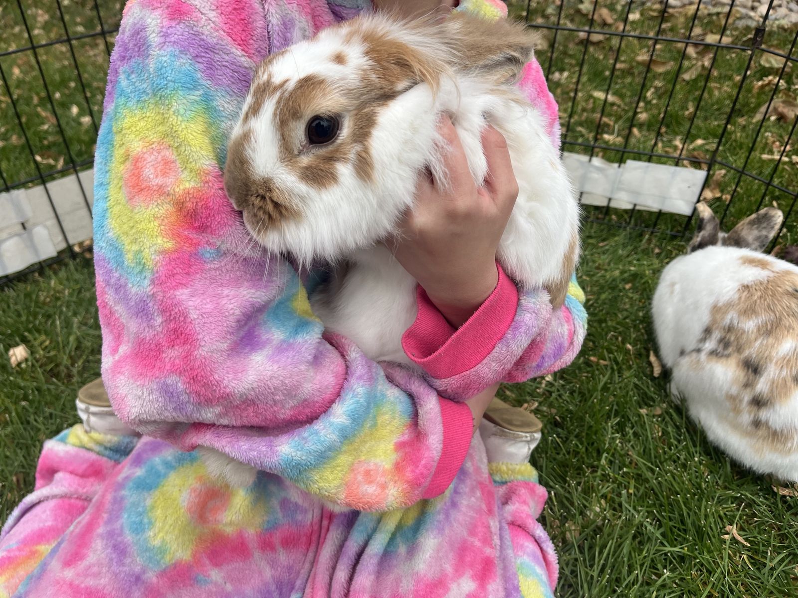 Sweet Older Female Lionhead Bunny Rabbit