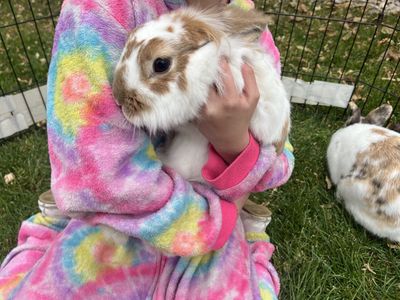 Sweet Older Female Lionhead Bunny Rabbit