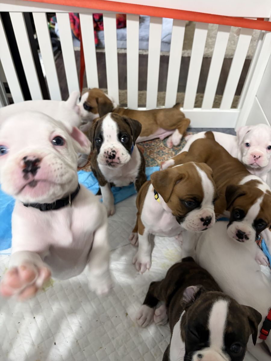 Boxer Puppies