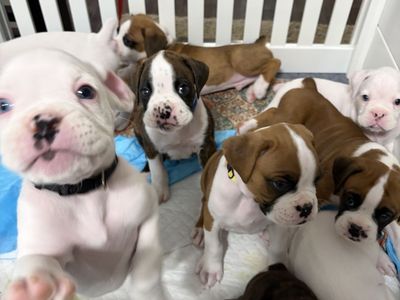 Boxer Puppies