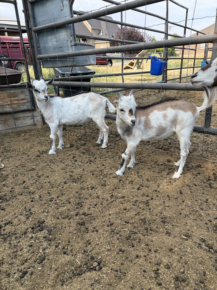 Nigerian Dwarf Goats