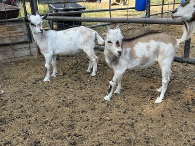 Nigerian Dwarf Goats