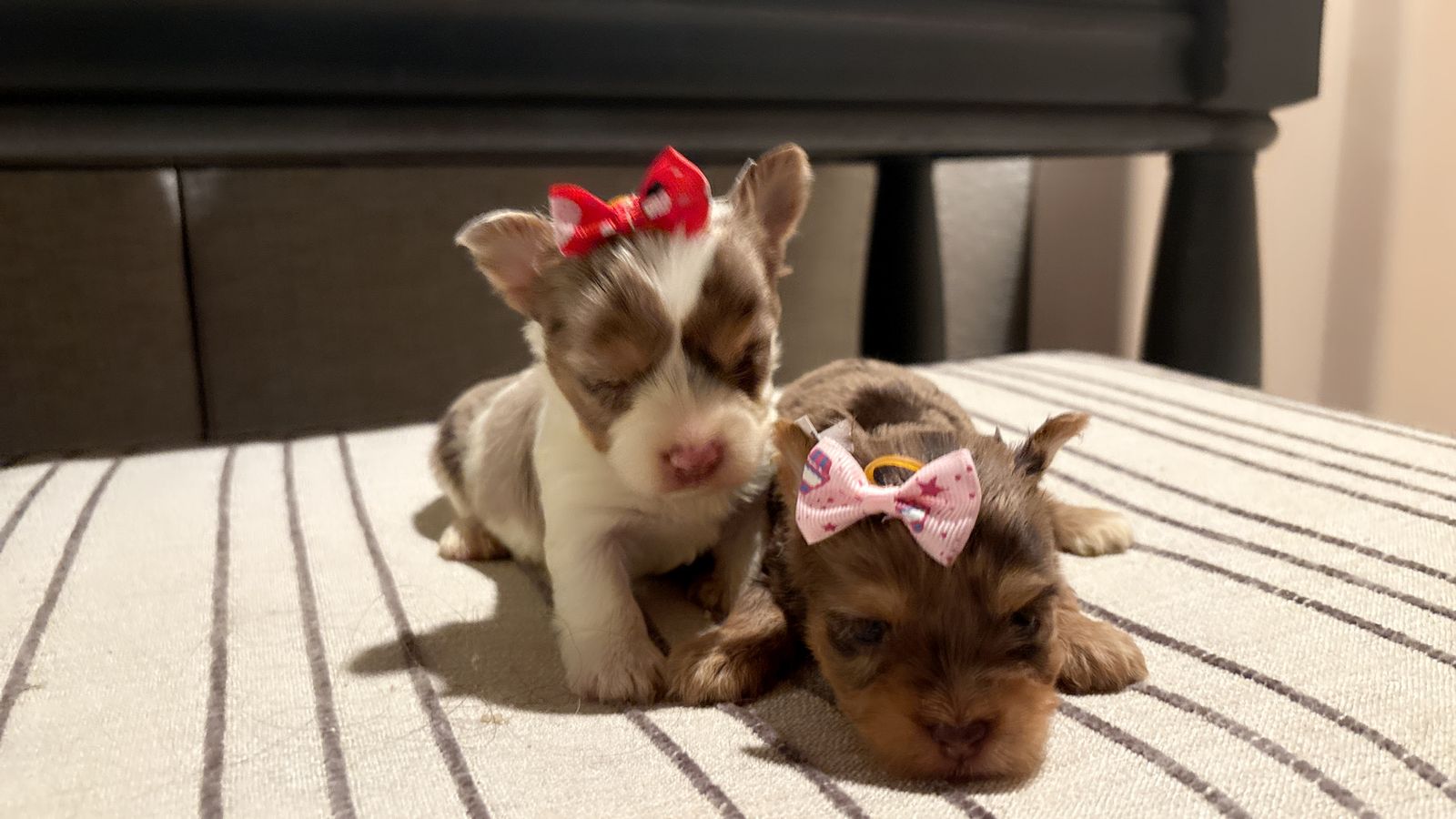 Teacup Female Yorkie