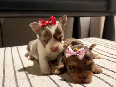 Teacup Female Yorkie