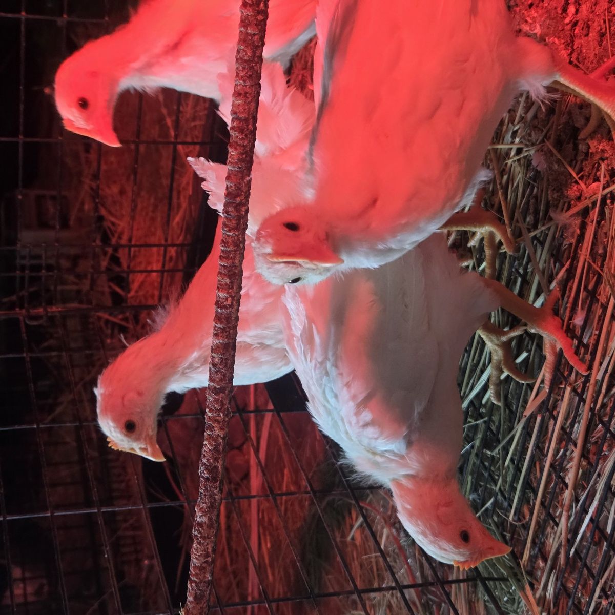 fully feathered leghorn pullets