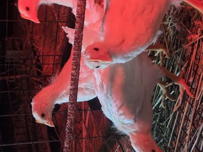fully feathered leghorn pullets