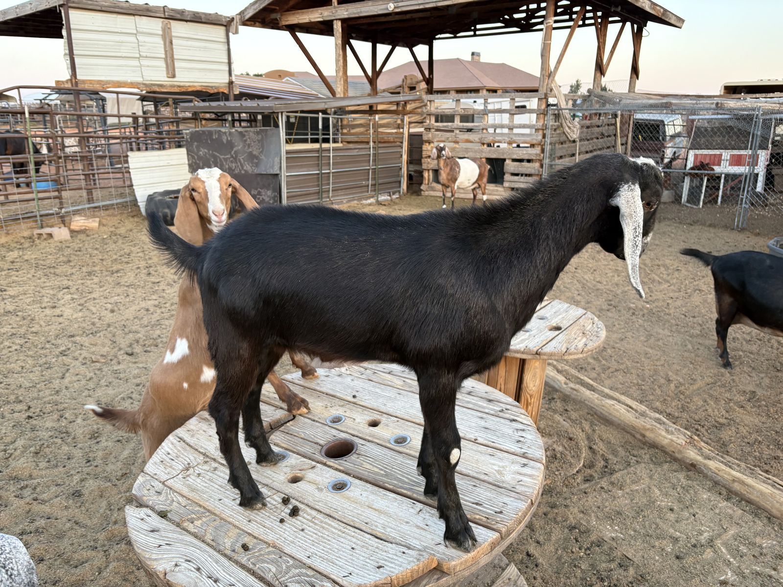 Nubian buckling