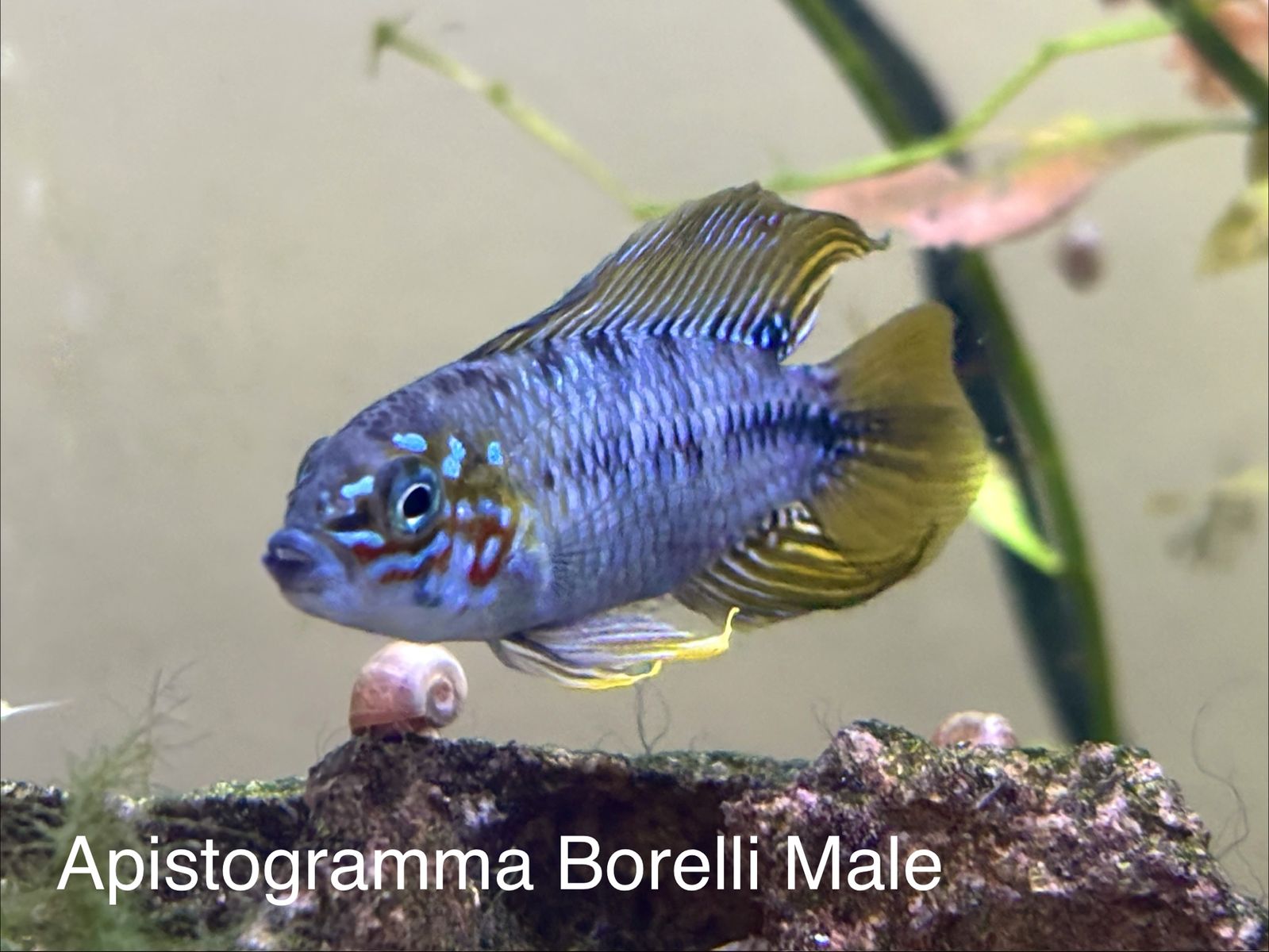 Apistogramma Borelli Pair