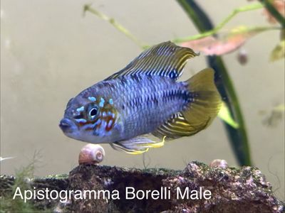 Apistogramma Borelli Pair