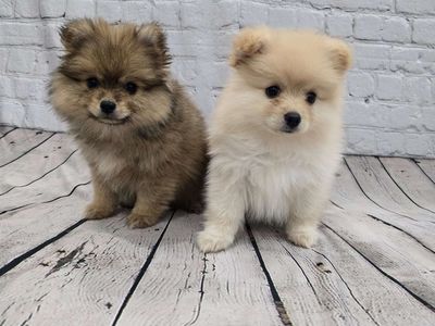 Pomeranian Puppies!