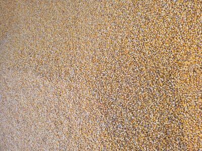 Bulk Corn