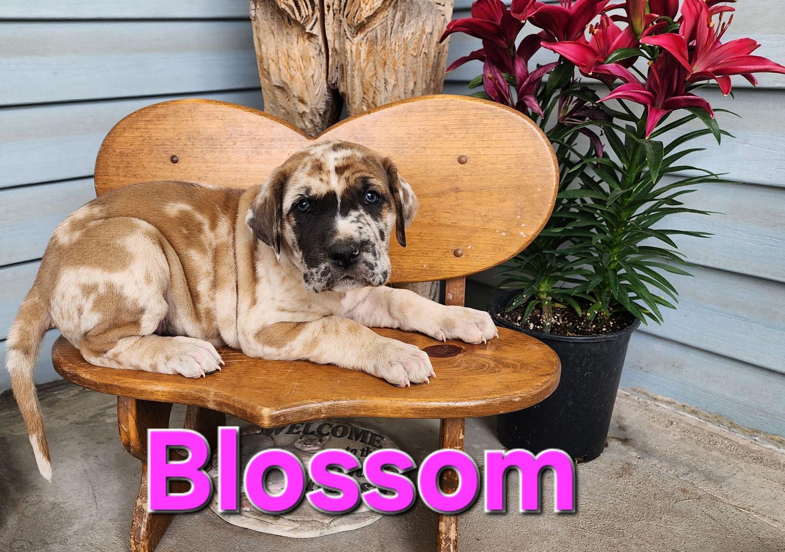Gladiator Dane Puppies