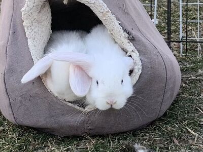 Adorable Holland Lop Babies Ready for their new homes!
