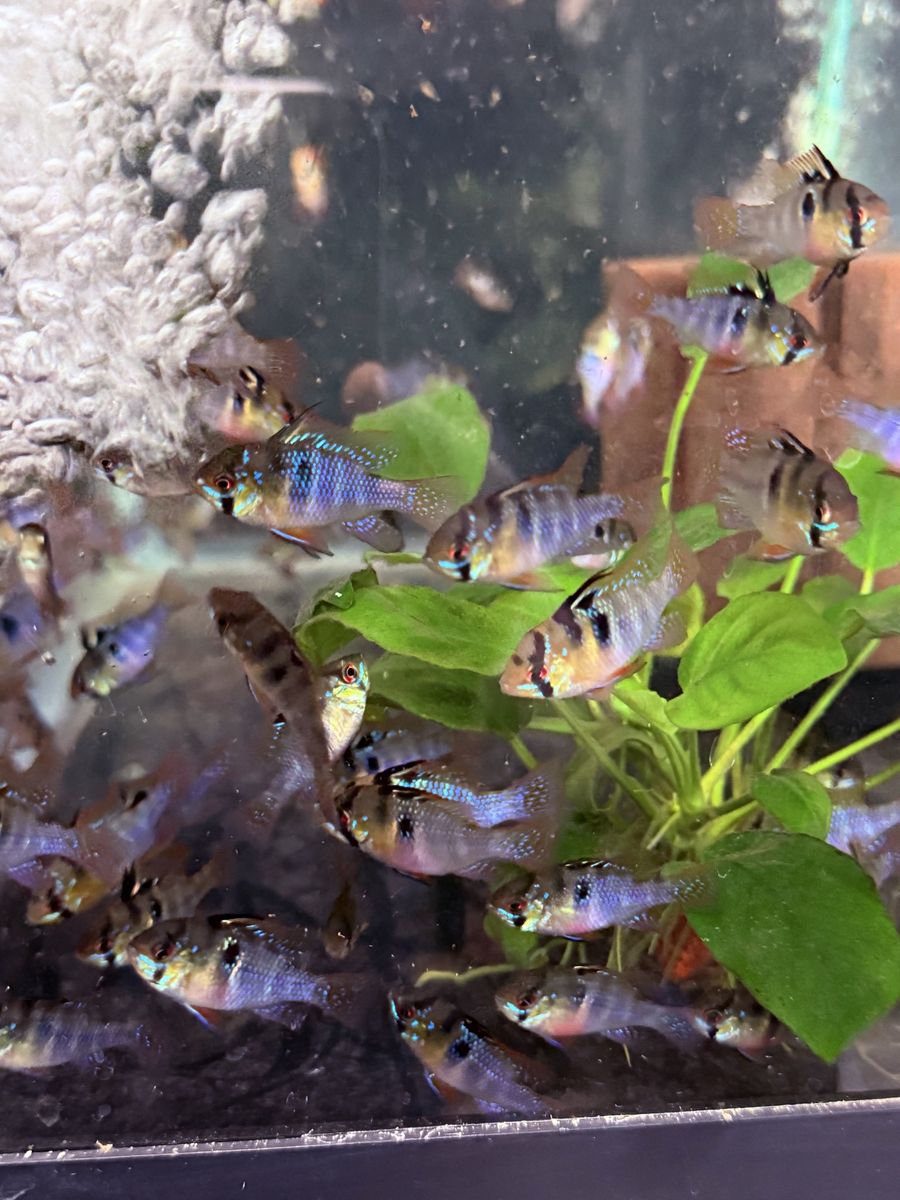 German blue rams
