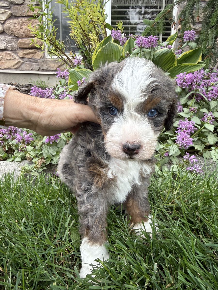 Mini Bernedoodles For Sale!!