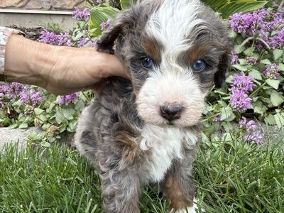 Mini Bernedoodles For Sale!!