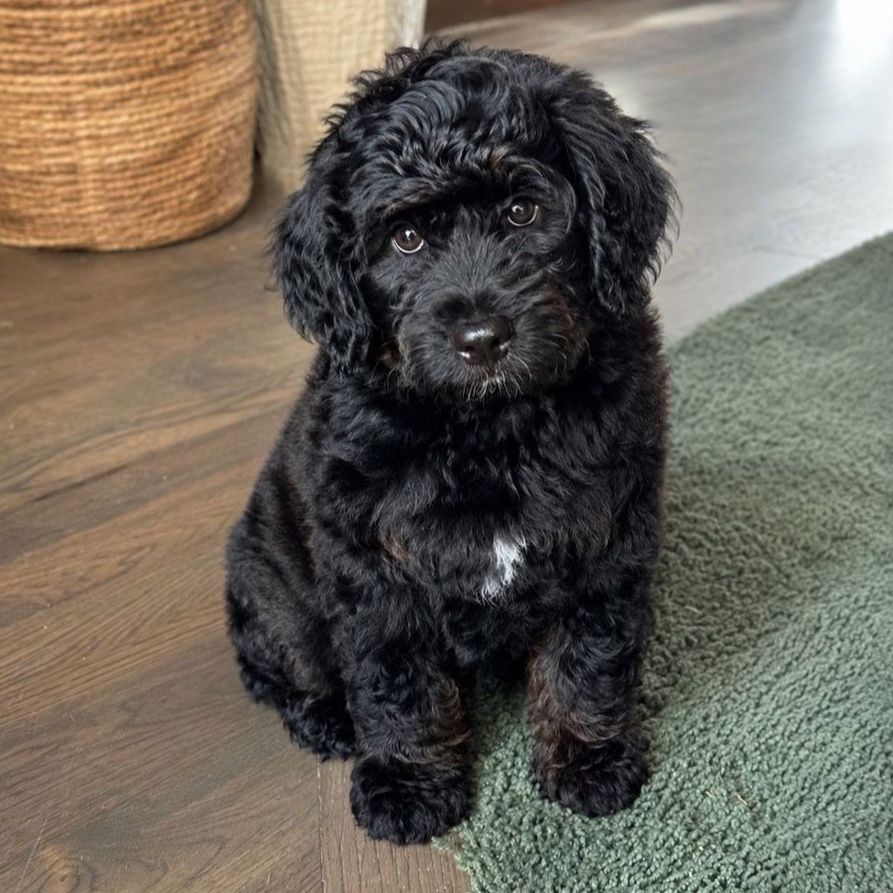 Beautiful Old English Mini Bernedoodles